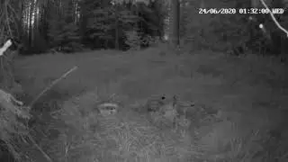Lynx catches a fox