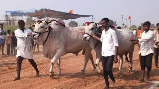 🔴 పెద్దతాండ్ర పాడు 3 బండ్లు గిరక పోటిలు 2026 //  11 వ జత