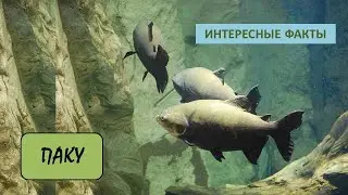 ПАКУ🐟/Рыбы/Животные/Интересные факты