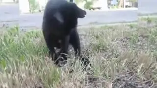 Badass Cats Compilation