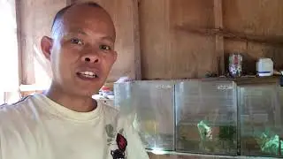 Betta fry feeding 3rd week with grindal worms