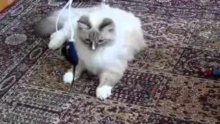 Siberian plays with a mouse
