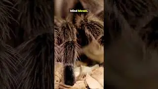 Пауки лижут пол лапками 😱