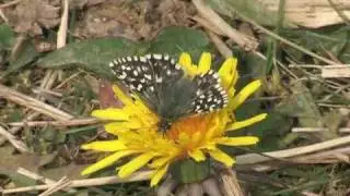 Grizzled Skipper
