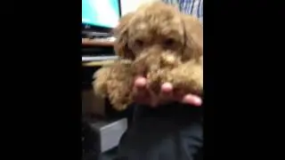 ワンコ指を吸う
