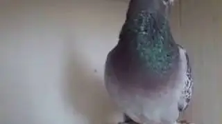 Cattrysse Pigeons