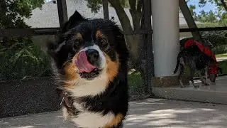 It's already summer in Florida #dogs #summer #floridagirl