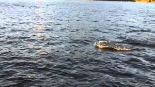 Adventures in Solitude Home Movies #11 - Dolphins of Desolation Sound