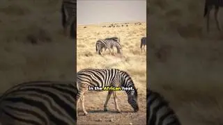 horn Zebra | learn all about zebra | #shorts #subscribe #zebra #animals #wildlife  #shortsfeed
