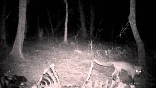 FOX. 12MP LtL Acorn tracking camera (LTL-5210MM)