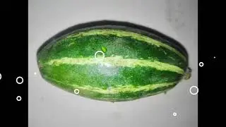 Trichosanthes dioica, पटोल, pointed gourd nematode free roots@sudal herbal