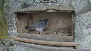 Great Spirit Bluffs Falcon cam, Second egg laid, 3/30/2017