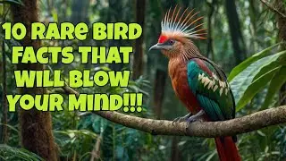 Mind-Blowing Rare Bird Facts You Won't Believe!