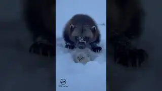 Wolverine Snarls at Himalayan Kitten in Snow&hellip; Then the Ultimate Snuggle #funny
