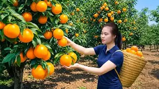 I Harvested 1000s of Strange Orange Mandarins and Here's What Happened