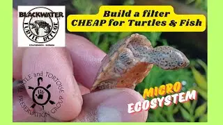 Build a filter CHEAP for turtles & fish creating a Microecosystem