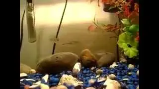 Rasbora laticlavia