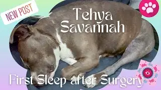 Tehya Savannah 🐾💗🐾 First Sleep after Surgery #shorts #cutedogs #funnydogs #doglife #dog #sleeping