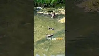 Baby ducks 🦆 #trending #views #viral #shortvideo #animals #duck #ducks #animalshorts #wilflife