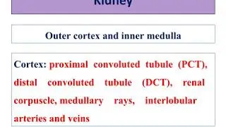 Kidney histology spotters specific identification points