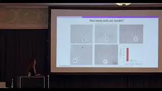 IAM 2025, Veronika Magdanz, Collaboration Despite Competition: Lessons from Sperm Behaviour