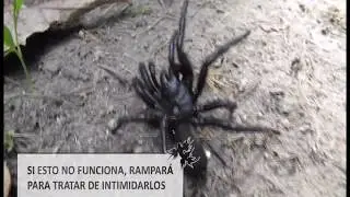 La ara&ntilde;a toro || Macrothele calpeiana || Spanish funnel-web spider.