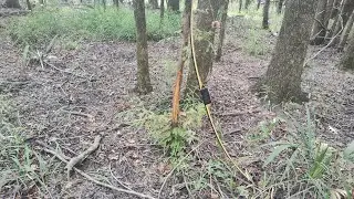 Last Pre Season Scouting Trip. Water Oak Hunting Tips