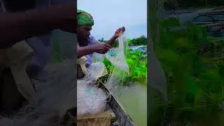 Asian Country Fishing #shorts | Amazing Rural Fishing Video 🐟 Best Asian Fishing Technique #shorts