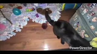 My Cat Vlog Destiny #12 Finding   Out My Cats A Male 