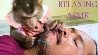 Monkey Grooming Beard ASMR Sound 100% Very Clear, Dr. Lyly Grooming Me For Relaxing