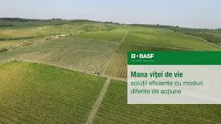Soluții eficiente cu moduri diferite de acțiune pentru mana viței de vie