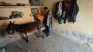 Boy Enjoying with Donkey in the Village | Fun Animal Moments