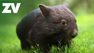 Australian Animal Bubbas!