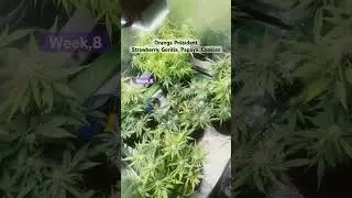 Strawberry, Gorilla, Papaya, Cookies, Orange President, Grow from FastBuds Week,8