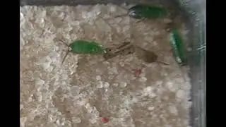 Coop&eacute;ration familiale - Perce-oreille commun - Forficula auricularia