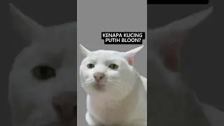 kenapa kucing putih bloon?? kebangetan lagi #funfacts #facts #faktaunik
