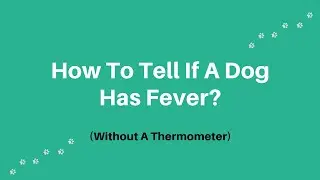 How To Tell If A Dog Has A Fever (without thermometer) | How To Treat Dog Fever At Home?