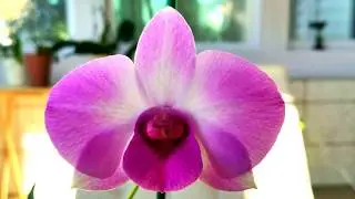 Tips to keep your orchids happy and healthy through the winter.