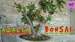 AZALEA BONSAI new member  in my bonsai family