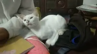 Beautiful white Cat is Neri | Budi Cat