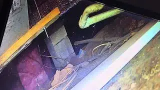 Ptz camera with light rat snake search in crawl space 