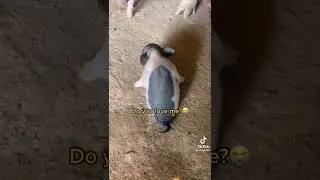 Sad piglet  video lost both legs😭😭😥😥😥#animals#animalslover #animals