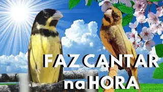 FA&Ccedil;A O TESTE ESQUENTAR PAPA CAPIM CANTANDO TUI TUI 🔥PIADO DE F&Ecirc;MEA DE PAPA CAPIM