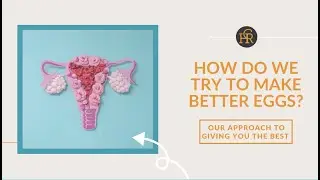 How Do We Make Better Eggs During Fertility Treatment?