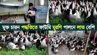 মুক্ত চারন পদ্ধতিতে ফাউমি মুরগি পালনে লাভ বেশি। কি কারনে মুরগি পালনে লস হয়ে থাকে।Fowomi morgi