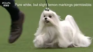 Breed Standards|MALTESE|