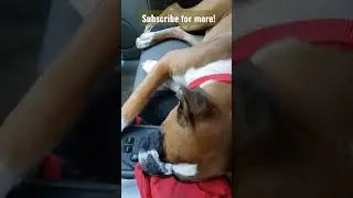 Boxer Puppy Sleeping in the Front Seat #shorts
