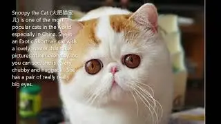 10 Famous Internet Cat ( Kucing ) In The World
