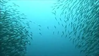 Bait Ball Bonaire