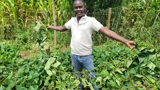 The Miracle Super Vine K That&rsquo;s Feeding Farms Around the World // Increase Milk Production 